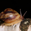 Lissachatina Reticulata