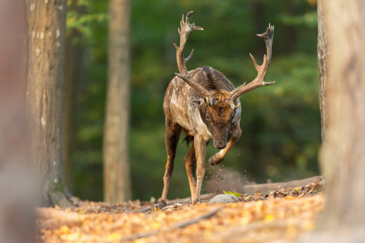 daniel škvrnitý, Fallow deer (Dama dama)