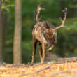 daniel škvrnitý, Fallow deer (Dama dama)