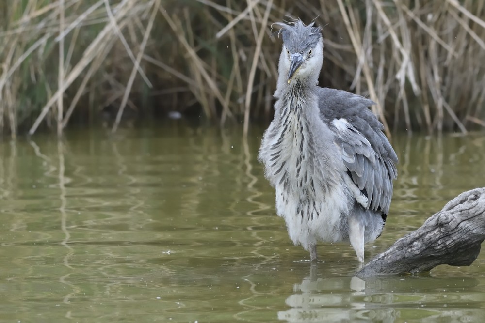 Ardea cinerea