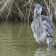 Ardea cinerea