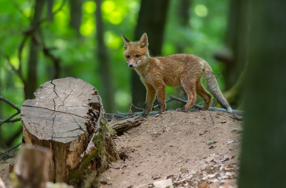 Líška hrdzavá, The red fox (Vulpes vulpes)