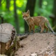 Líška hrdzavá, The red fox (Vulpes vulpes)