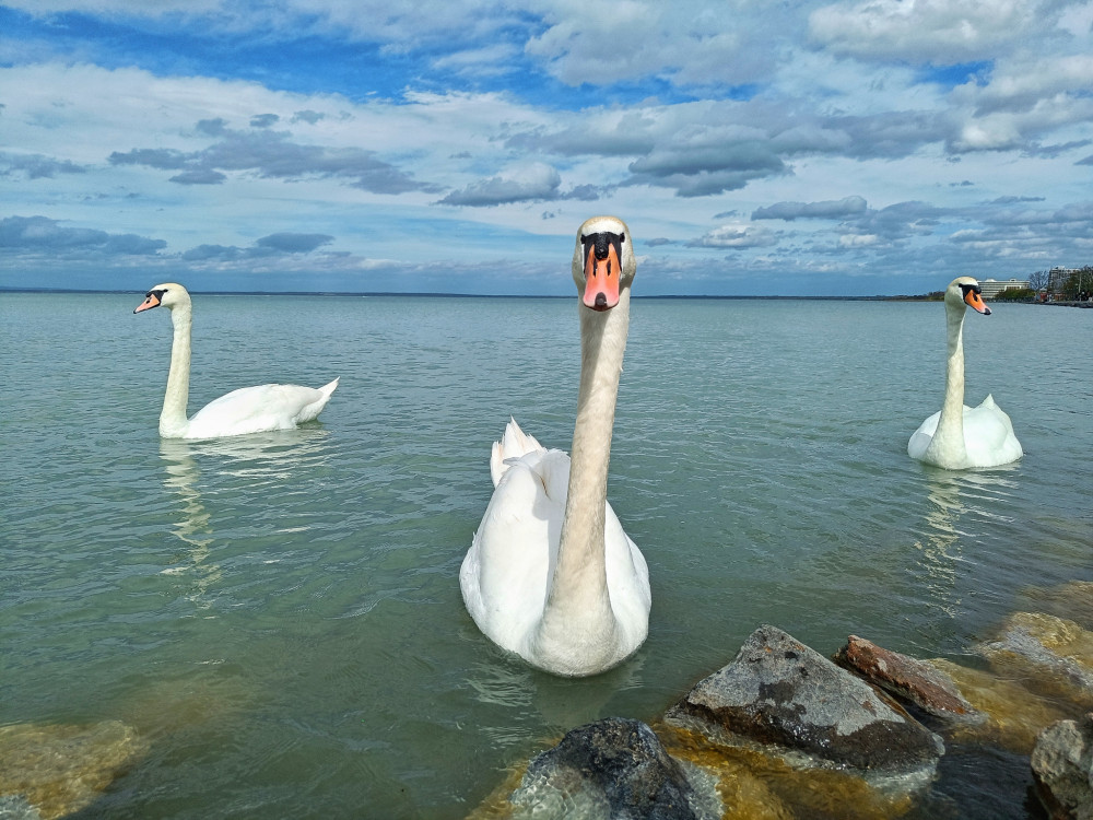 Balaton