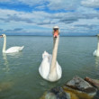 Balaton