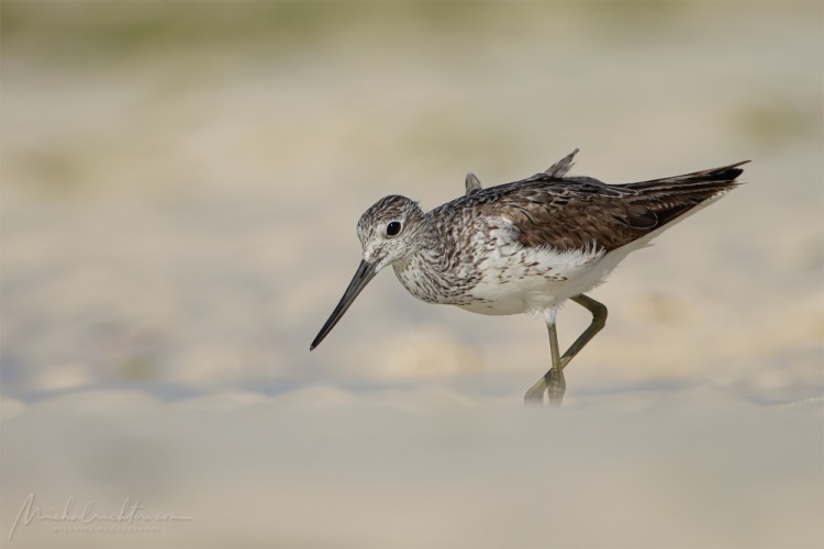 Tringa nebularia (kalužiak sivý)