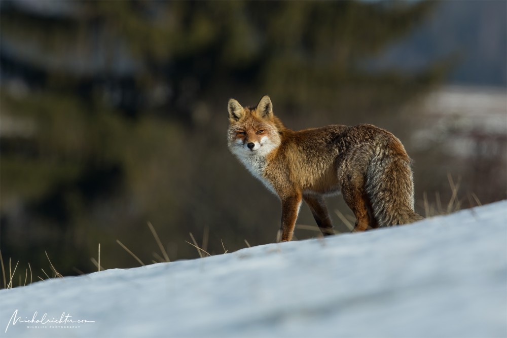 Vulpes vulpes (líška hrdzavá)