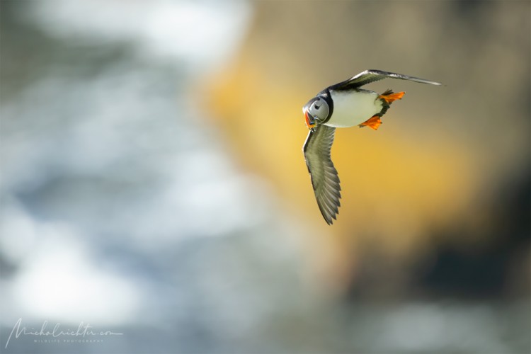 Fratercula arctica (alka bielobradá)