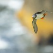 Fratercula arctica (alka bielobradá)