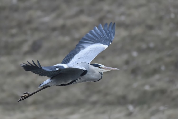 Ardea cinerea