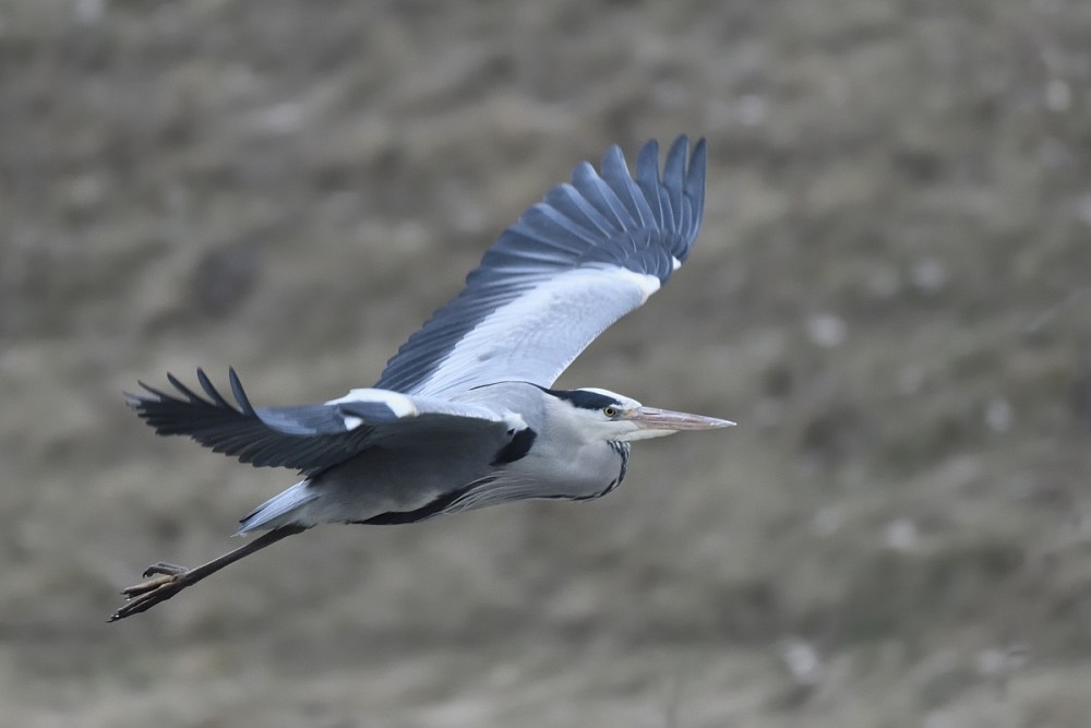 Ardea cinerea