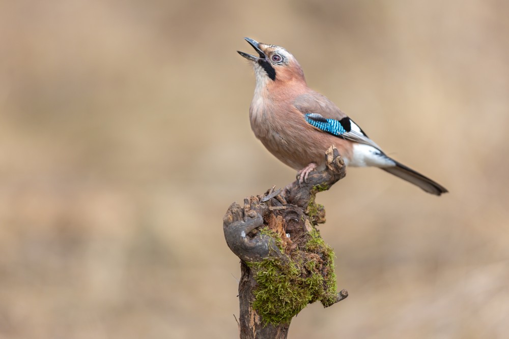 sojka škriekavá, The Eurasian jay (Garrulus glandarius)