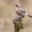 sojka škriekavá, The Eurasian jay (Garrulus glandarius)