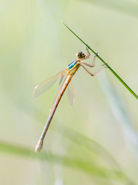 Lestes barbatus)