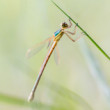 Lestes barbatus)
