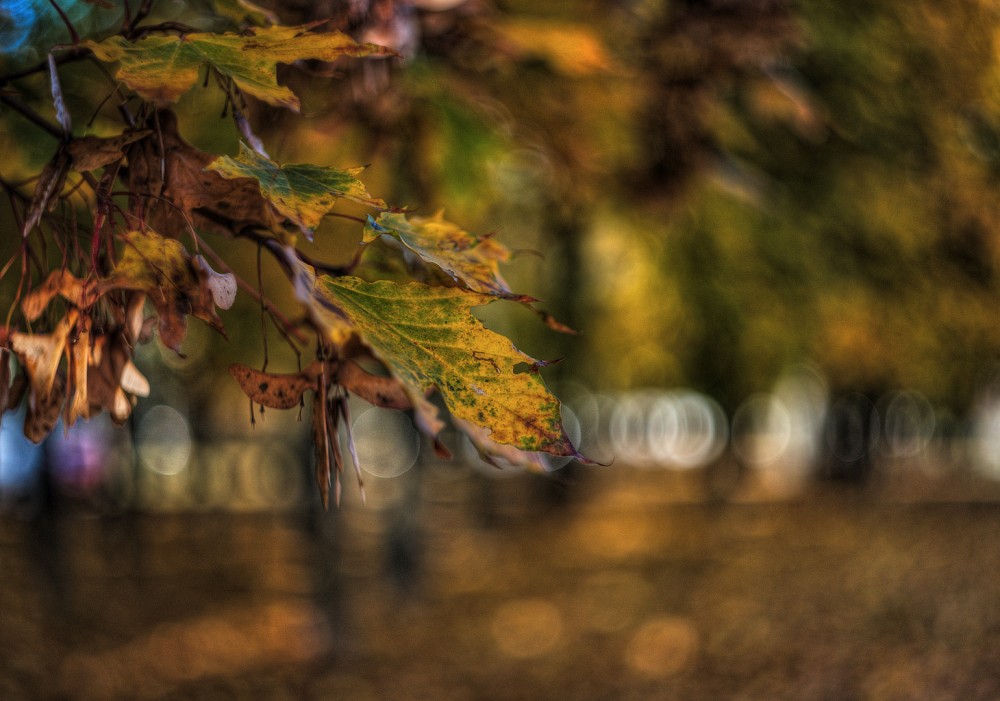 Jesenný bokeh 2