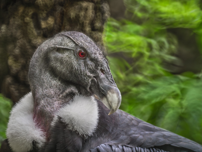 Kondor veľký (Vultur gryphus)