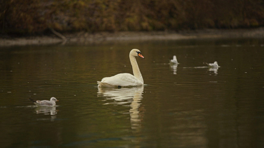 Flotila