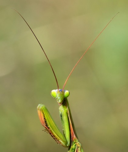 Mantis religiosa