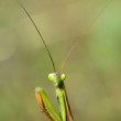 Mantis religiosa
