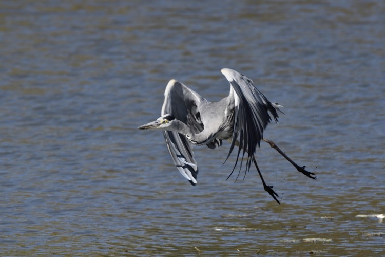 Ardea cinerea