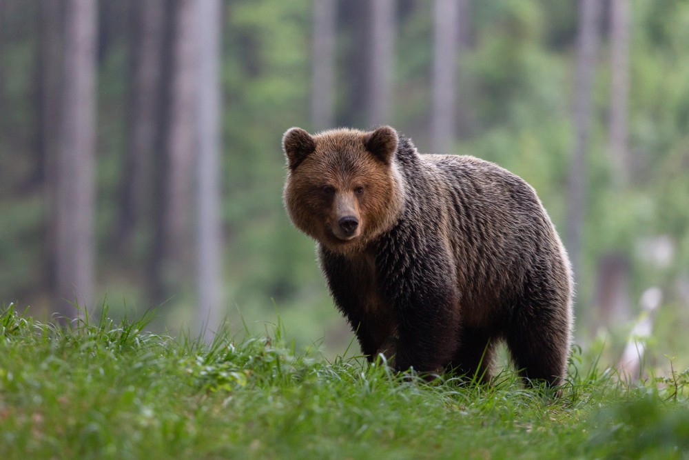 Medveď hnedý (Ursus arctos)