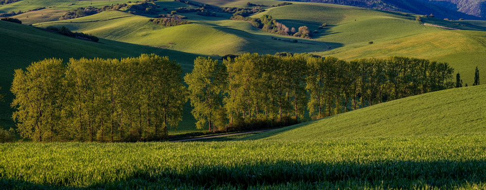 Tutiec