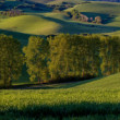Tutiec