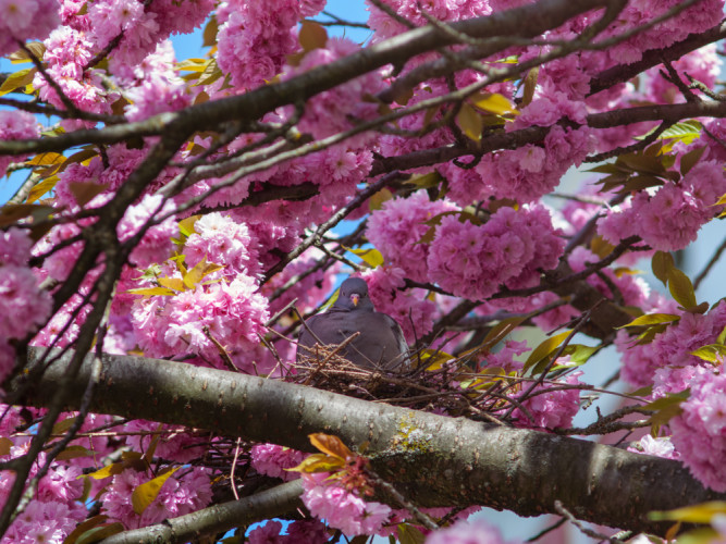 Holub hrivnák sa zahniezdil v korune sakury.