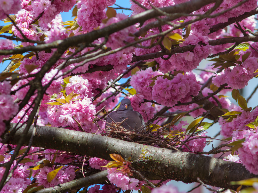 Holub hrivnák sa zahniezdil v korune sakury.