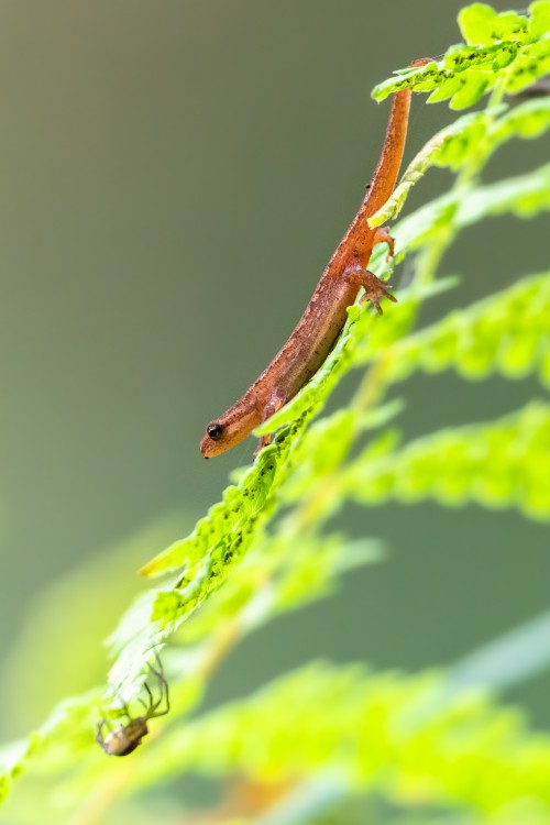 Mlok močiarny. The smooth newt (Lissotriton vulgari)