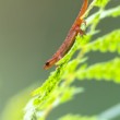 Mlok močiarny. The smooth newt (Lissotriton vulgari)