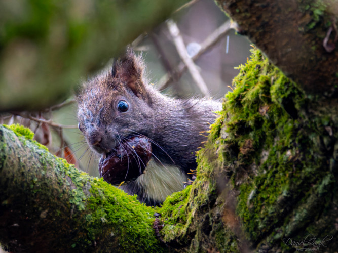 Veverička obyčajná