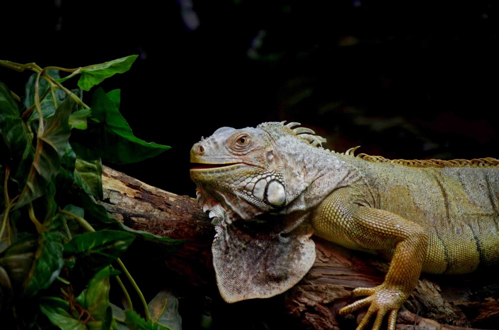 Zoo Győr.