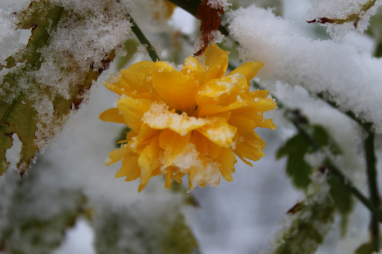 krásna aj pod snehom