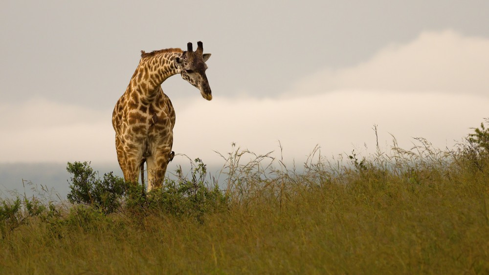 Žirafa masaiská, Masai Mara