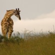 Žirafa masaiská, Masai Mara
