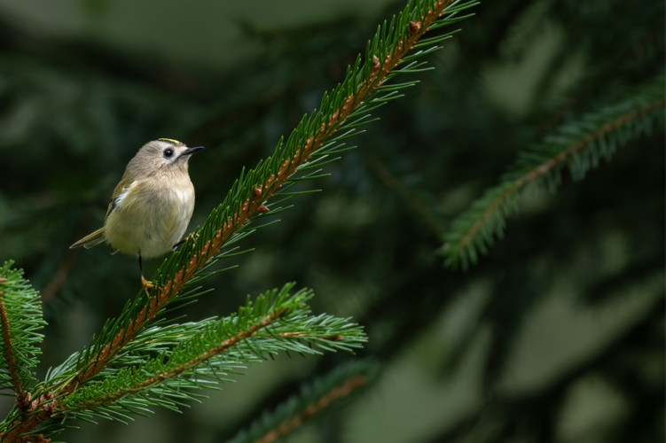 Králiček zlatohlavý