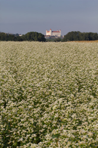 Bratislavský hrad nad pohánkovým poľom