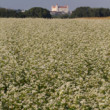 Bratislavský hrad nad pohánkovým poľom