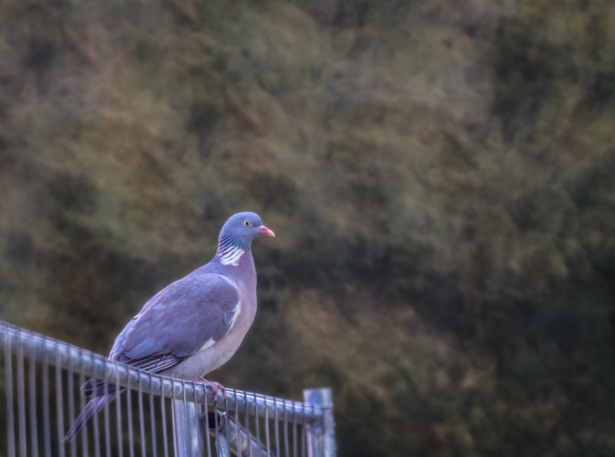 Columba palumbus (holub hrivnák)