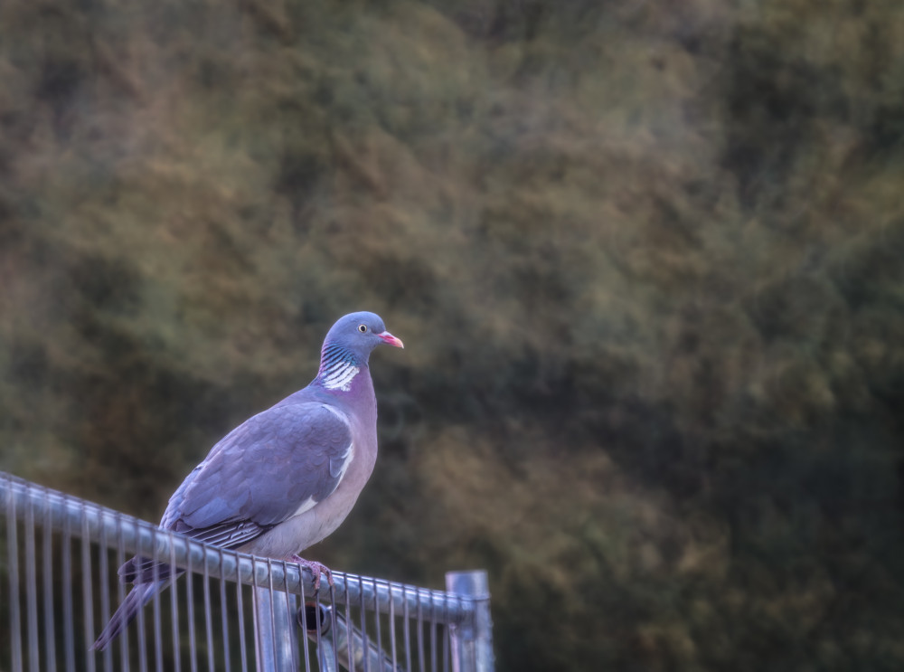 Columba palumbus (holub hrivnák)