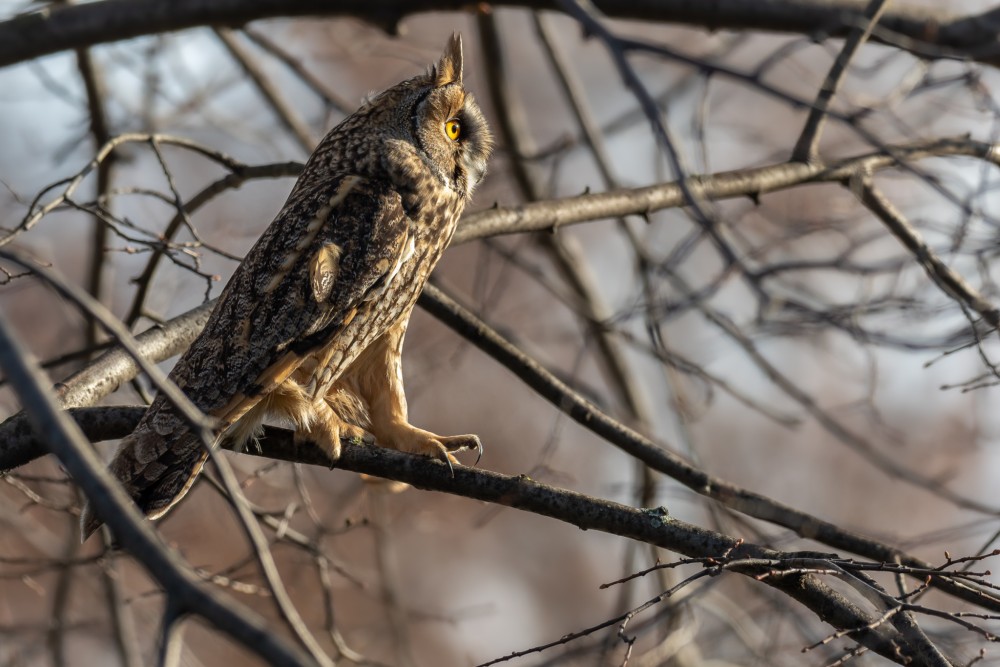 Myšiarka ušatá, The long-eared owl (Asio otus)