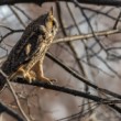 Myšiarka ušatá, The long-eared owl (Asio otus)