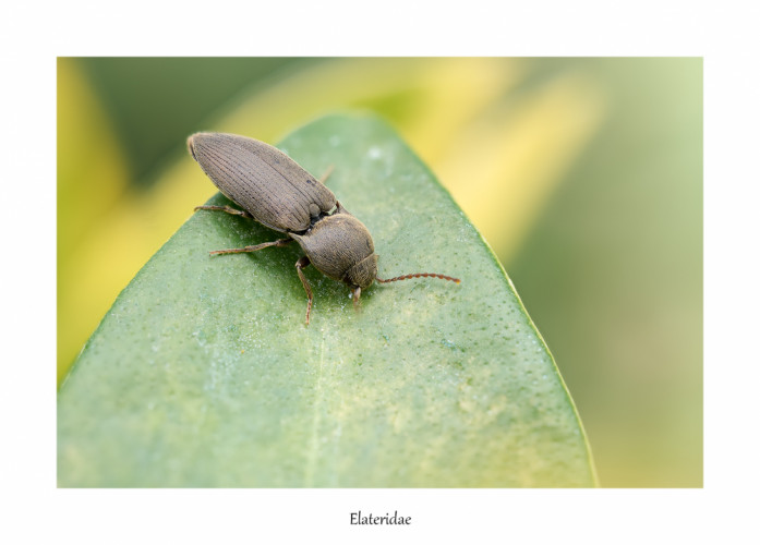 Elateridae