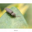 Elateridae