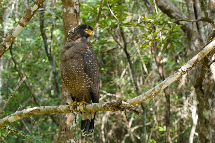 Hadiar čepcový, S. c. spilogaster,  NP Wilpattu, Srí Lanka