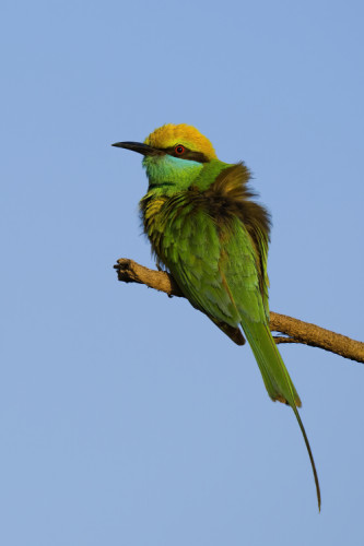 Včelárik zelený ázijský, India, Radžastan