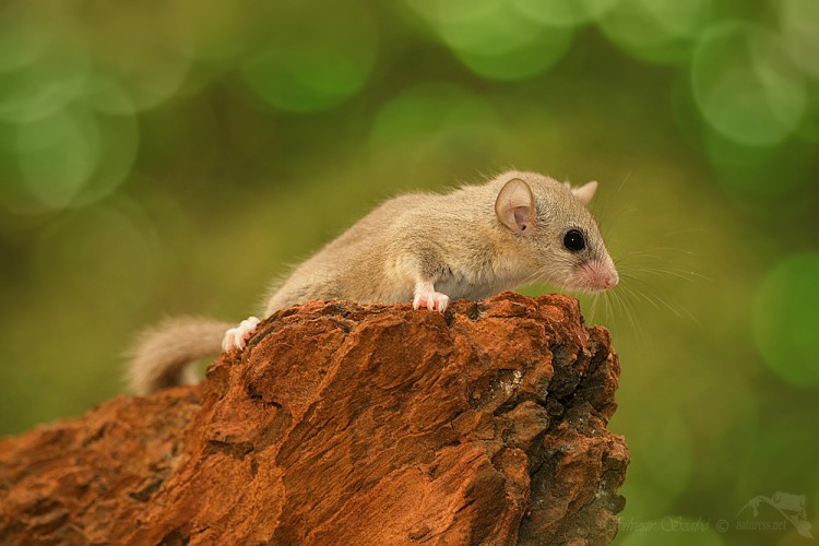 Plch africký (graphiurus murinus)