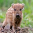 Diviak lesný (Sus scrofa)